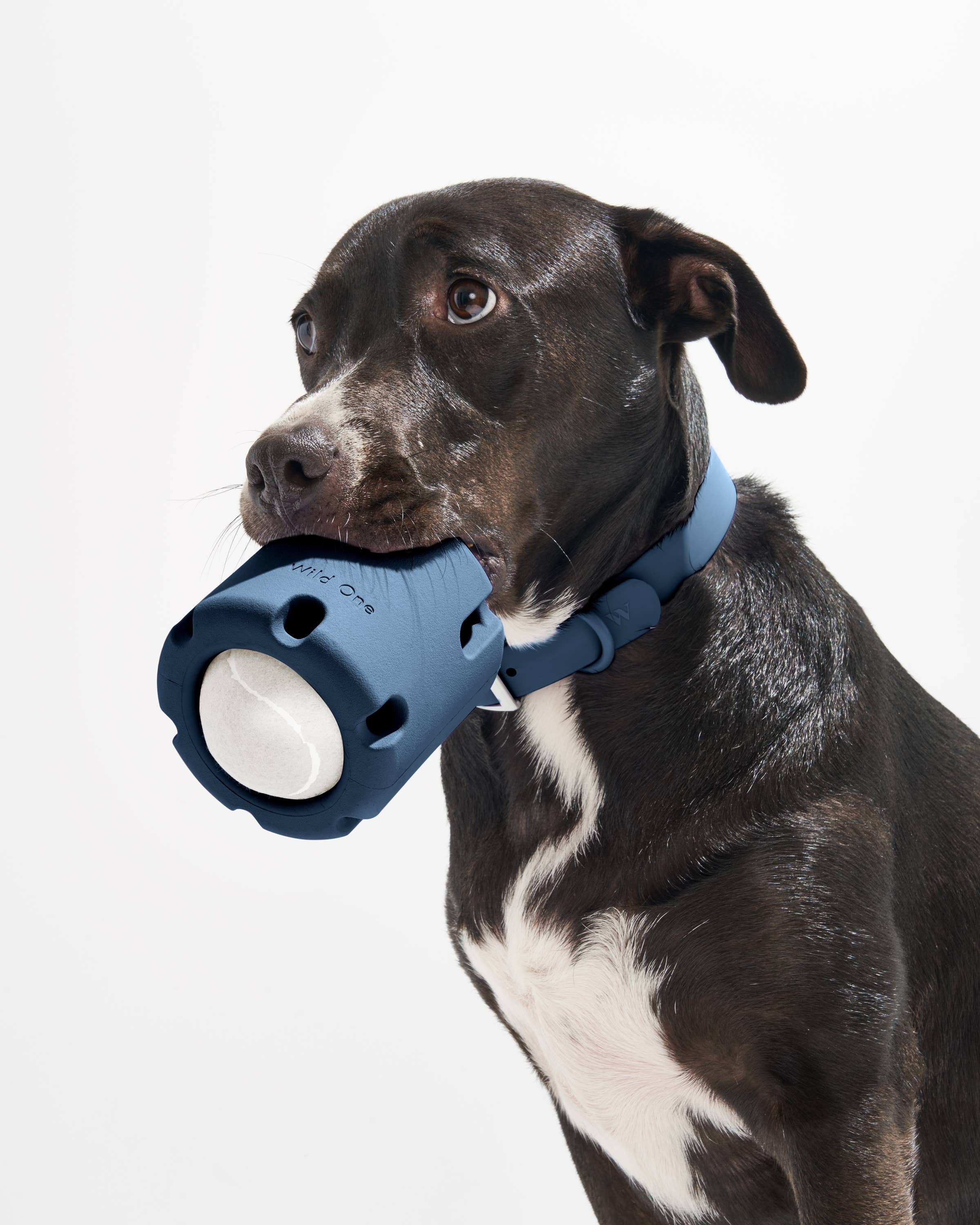 Image of Wild One - Tennis Tumble Interactive Dog Toy